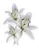 Sml White Lilies