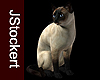 AP Siamese Cat #1