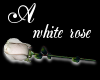 Ale_white_rose