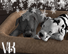 VK~Dogs Relax