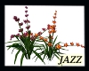 Jazzie-Garden flowers
