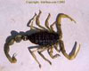 (Mx)brown Scorpion