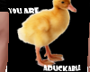 You are aDUCKable