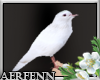 [A] White Dove Pet 