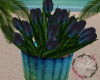 B| Jade Beach Tulips 2