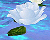 Skylar Floating Roses