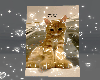 orange cat cutout ♡