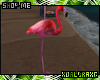 (A) Bora Beach Flamingo