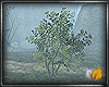 (ED1)shrubs-tree-2