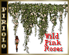 Wild Pink Roses