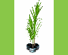 (DL)Plant Oriental 2