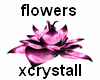 (cry) flowers 