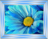Blue Daisy Picture