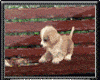 Farm Animated Puppy Benc