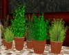 Small plants