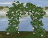 Pink Roses  Arch