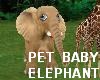 PET Cute Baby Elephant