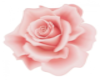 Pinkwhite rose Ponytails