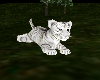 [IB] BaBy Tiger Albino