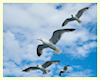 Di* Seagulls w/Sound