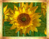 Mz.Sunflowers