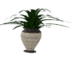Beige Vase Plant