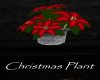 AV Christmas Plant