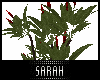 4K .:Exotic Plant:.