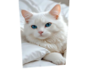 Cat 6