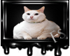 [FS] Chubby Cat [F]