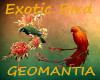 2 Exotic Bird fillers