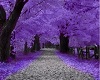 Purple Backdrop