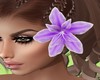 |DRB| Roselle Lilas G