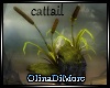 (OD) Cattail plant