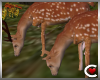 Seasons: Animated Deer