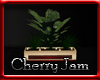CherryJam Plant2