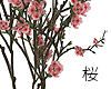 桜 | Sakura pot