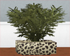 Leopard plant