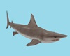 CK Shark 1