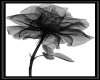 Black Lace Rose