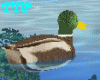 [TTP]Animated Duck 1
