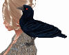 Shoulder Raven Animated
