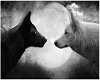 Wolf Romance