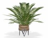 Realistic Palm Plant