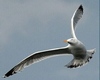 C* bird seagull animated