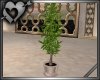 *Tropical Plant