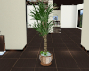 IM Indoor plant
