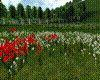 Summer Wildflowers Field