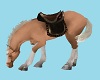 CK  Ranch  Horse  4