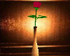 Single Tuscon Rose